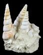 Fossil Gastropod (Haustator) Cluster - Damery, France #56379-1